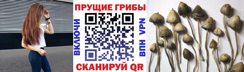 Галлюциногенные грибы Cubensis  сколько стоит  Ногинск 